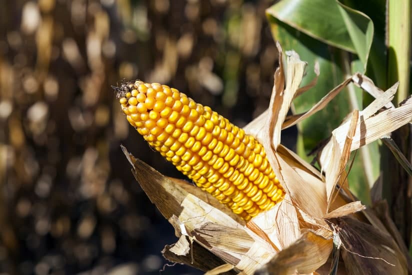 High Fructose Corn Syrup: Pros and Cons : Okadoc Blog